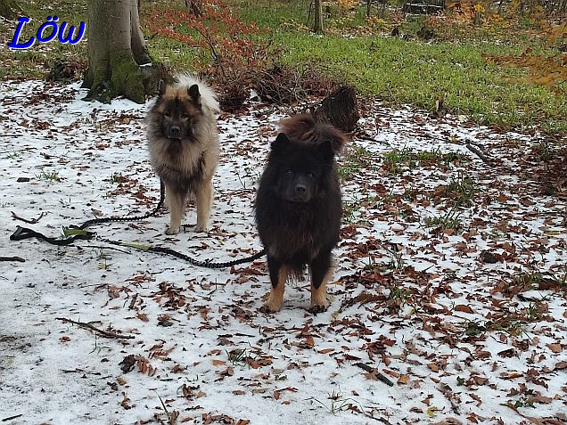 20.11.2024 - 1. Schnee